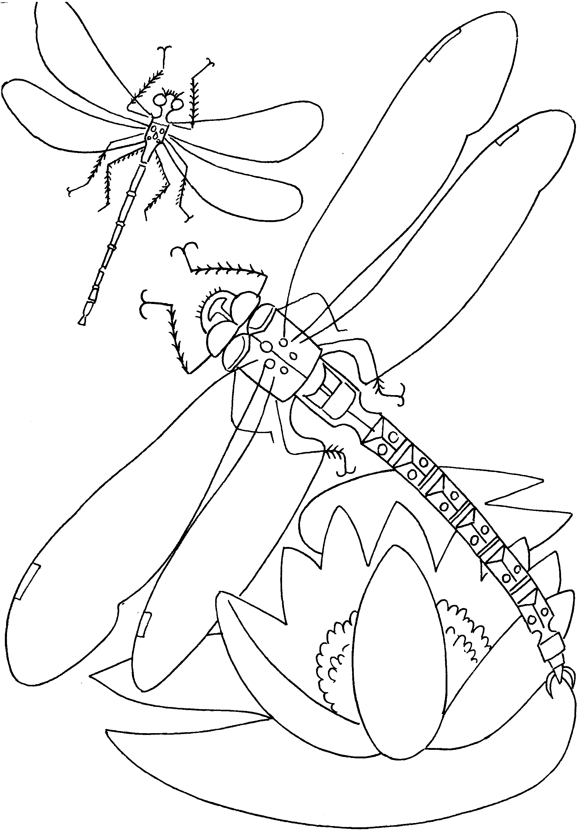 coloring insect