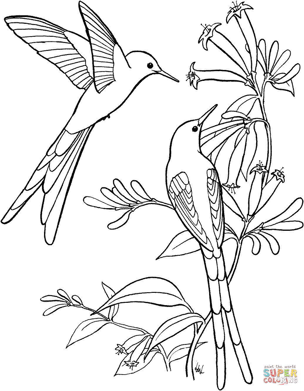 Hummingbird coloring pages to download and print for free