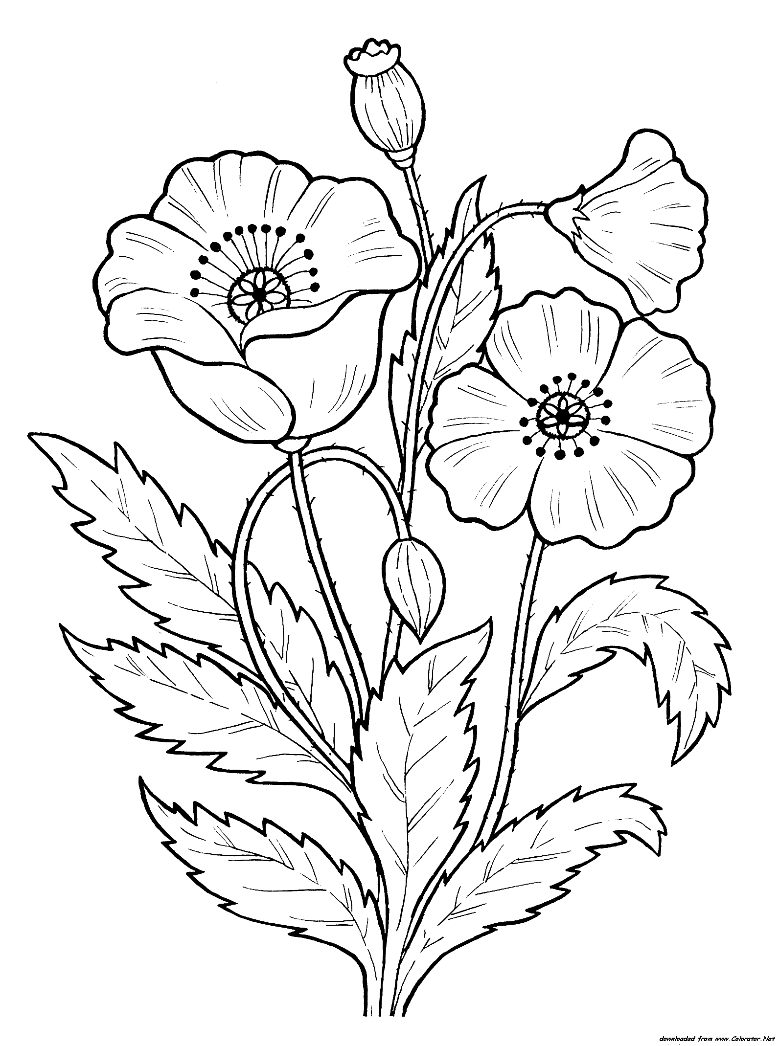 Poppy flowers coloring pages download and print for free