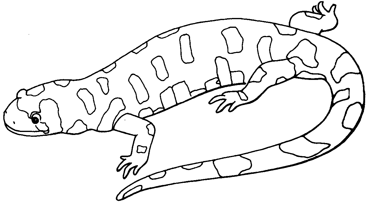 Lizard coloring pages to download and print for free