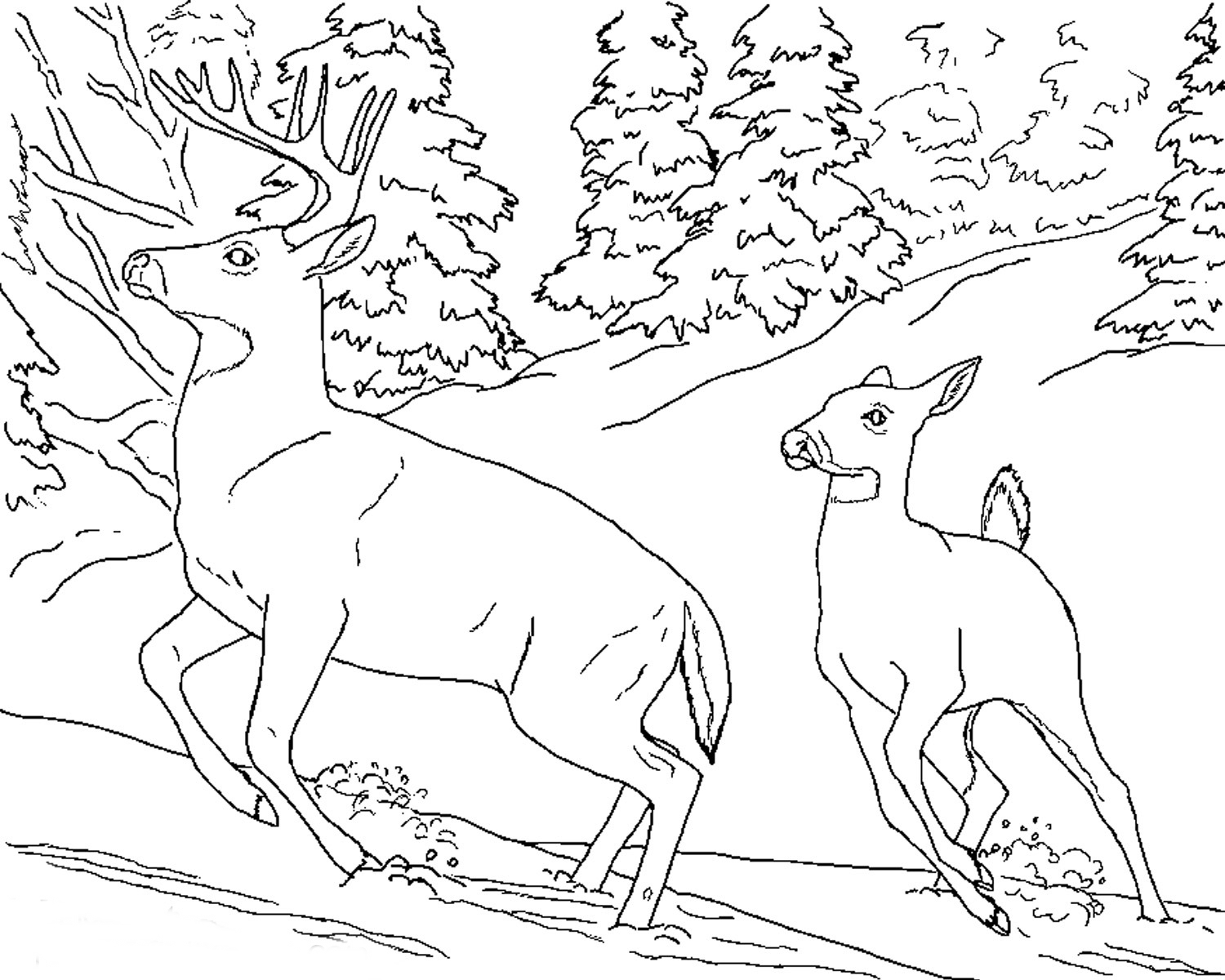 Florida animals coloring pages