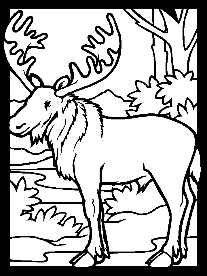 moose coloring