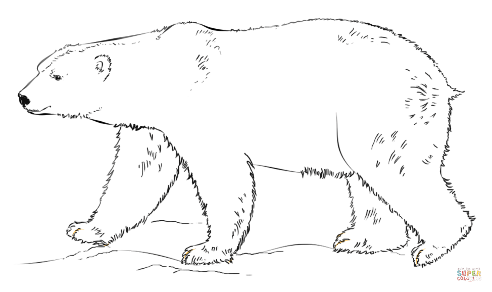 Polar bear coloring pages to download and print for free