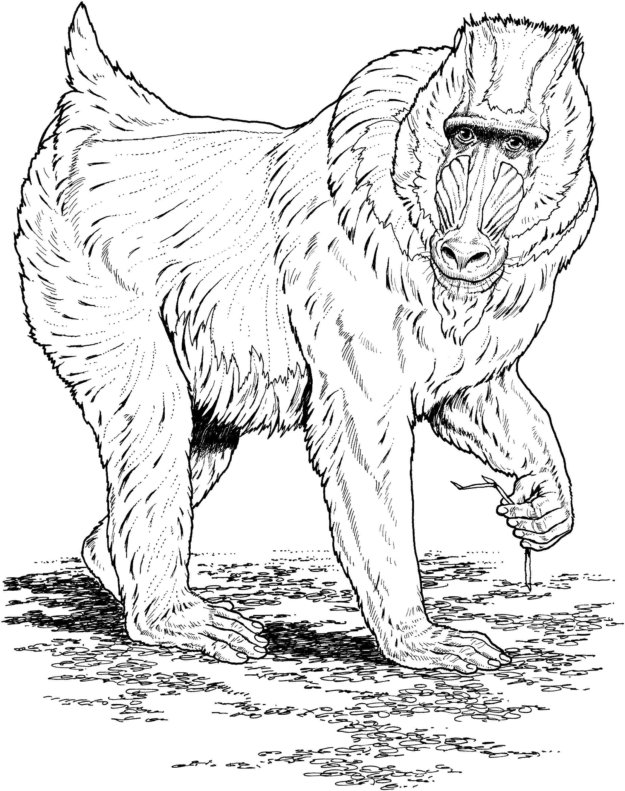 baboons coloring pages - photo #14