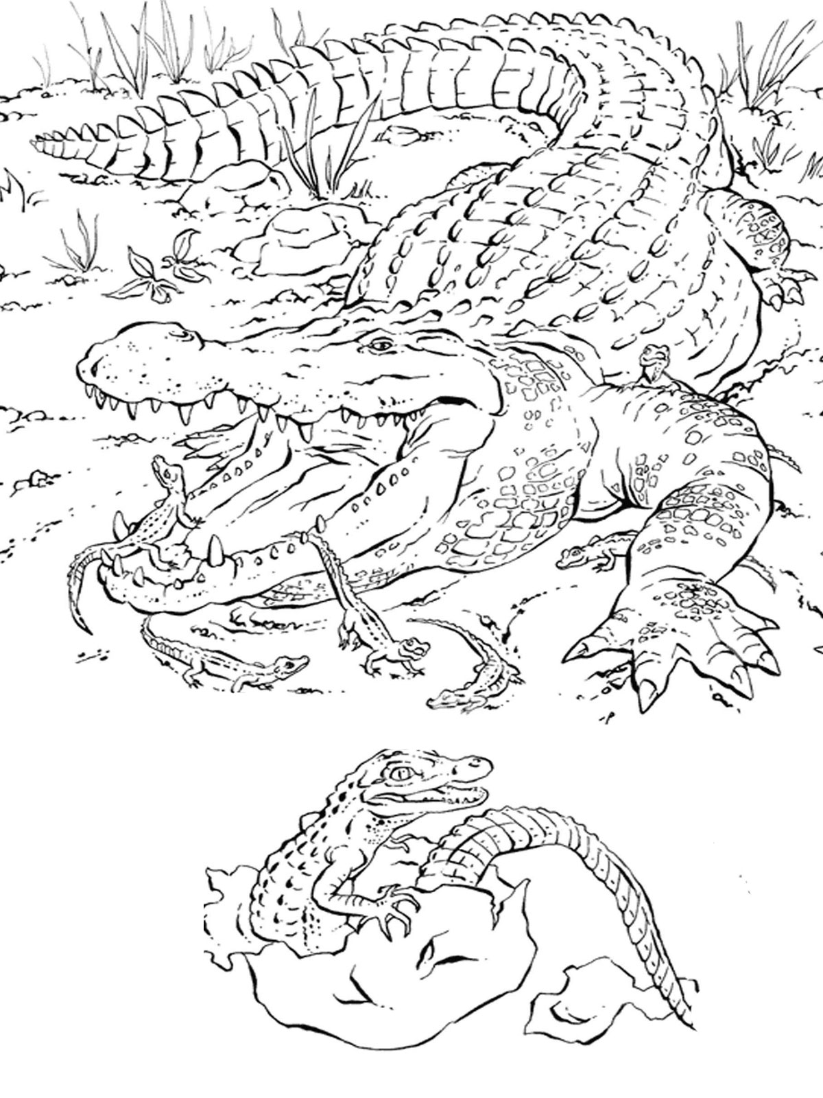 Florida animals coloring pages download and print for free