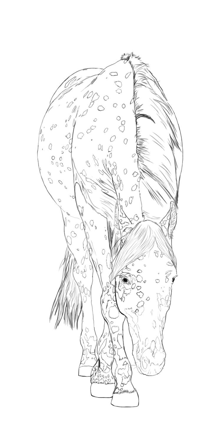 Palomino horse coloring pages download and print for free