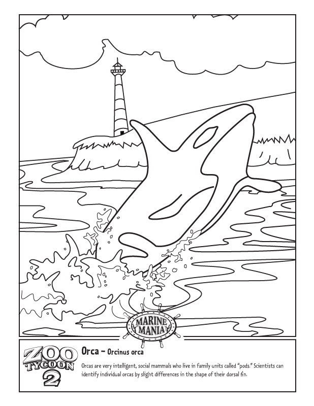 Killer whale coloring pages to download and print for free