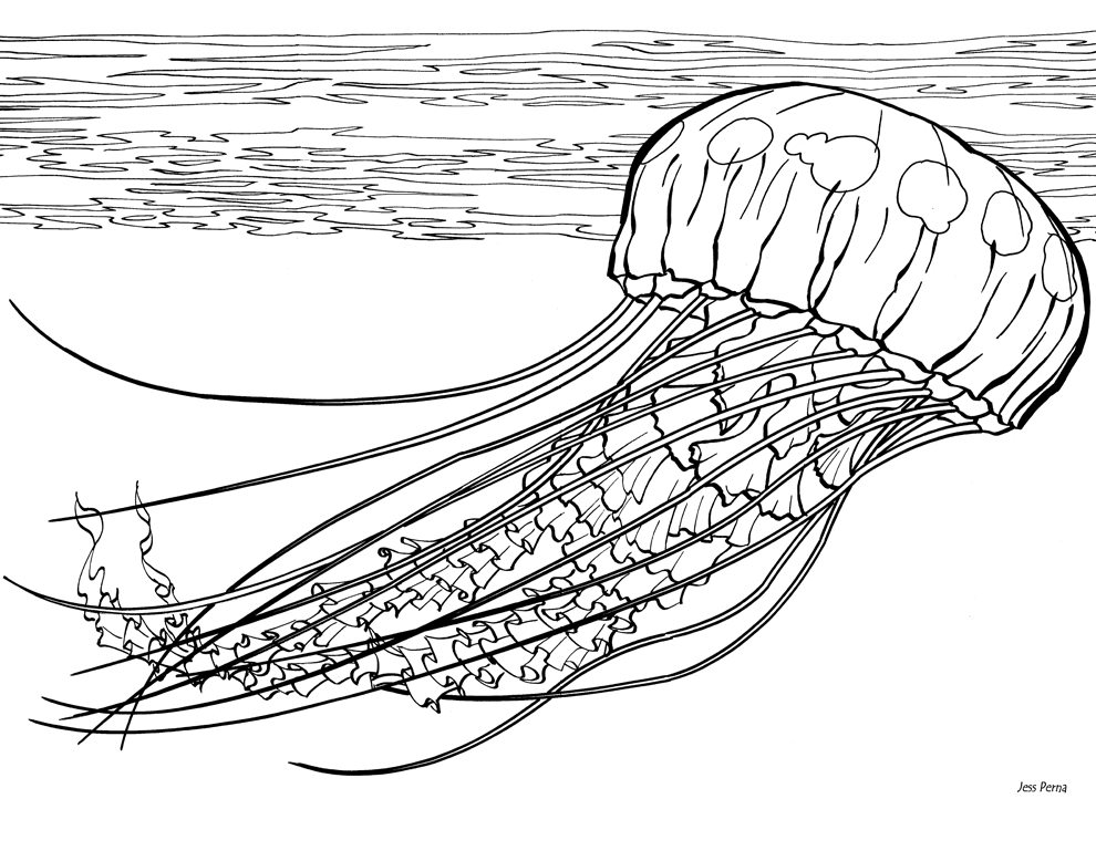 jellyfish-coloring-pages-to-download-and-print-for-free
