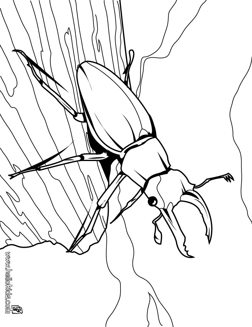 Insect coloring pages to download and print for free
