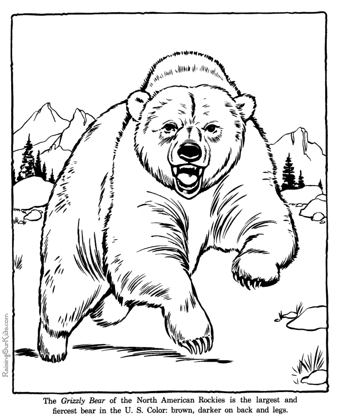 bear coloring