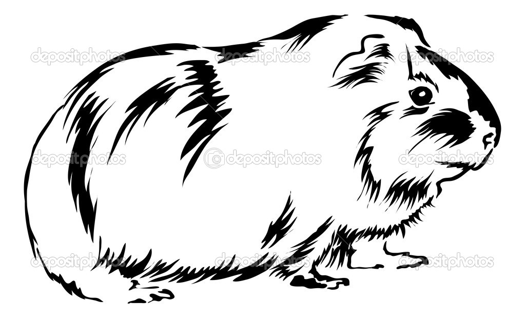 guinea pig coloring