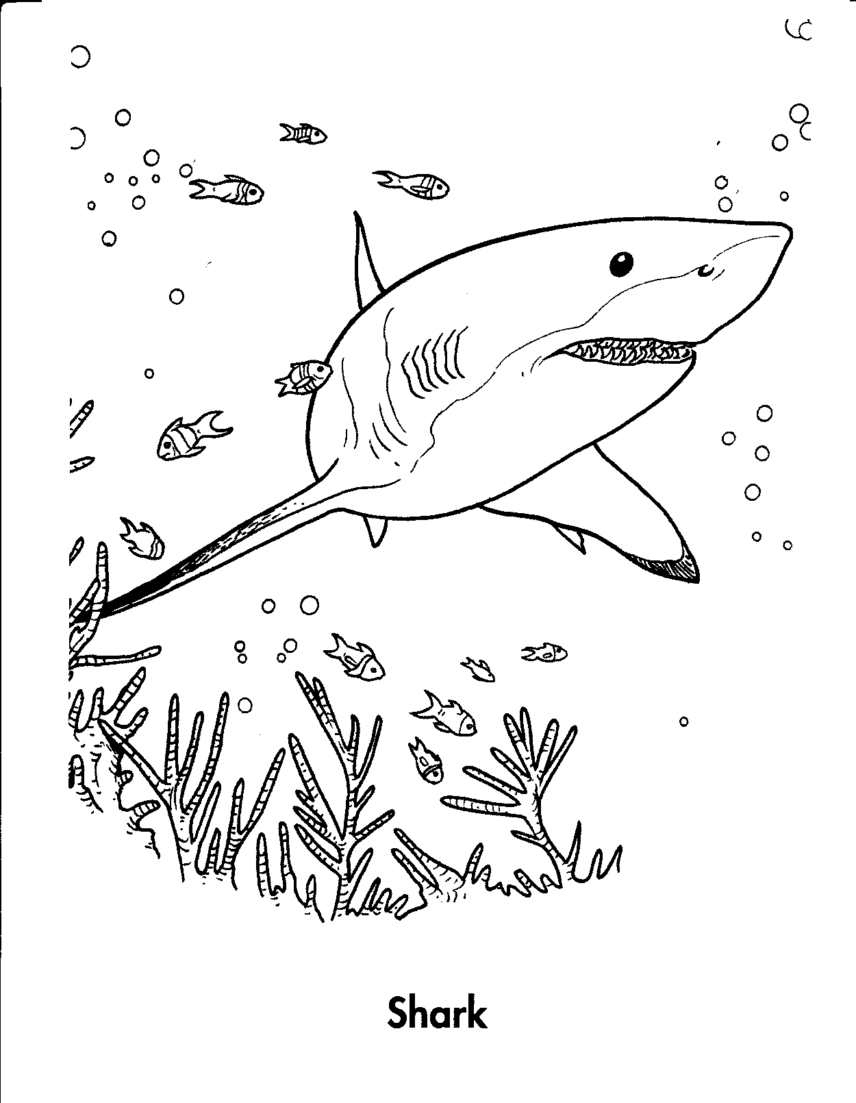 great-white-shark-coloring-pages-to-download-and-print-for-free