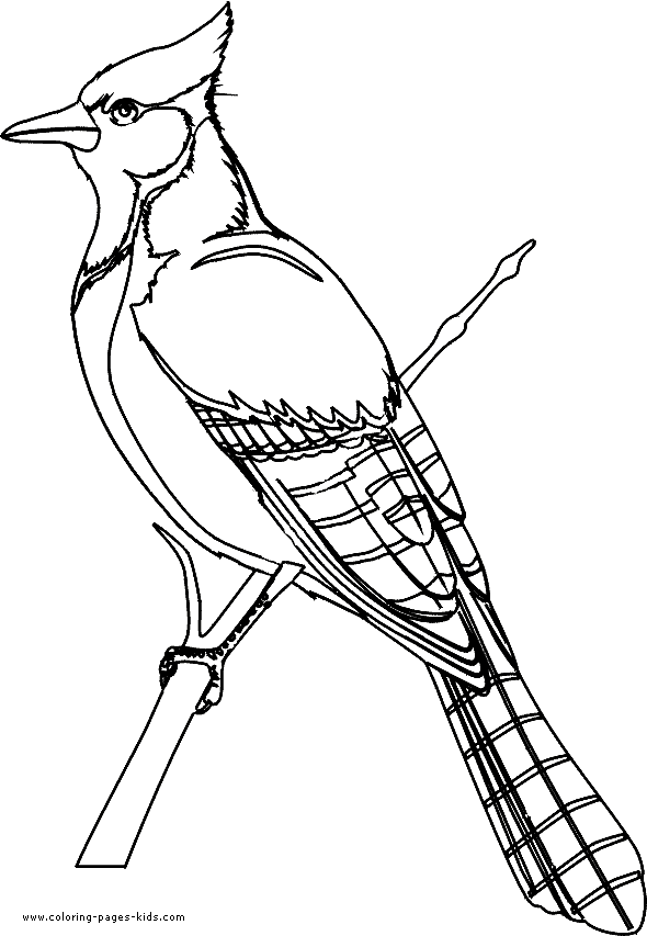 Winter bird coloring pages download and print for free