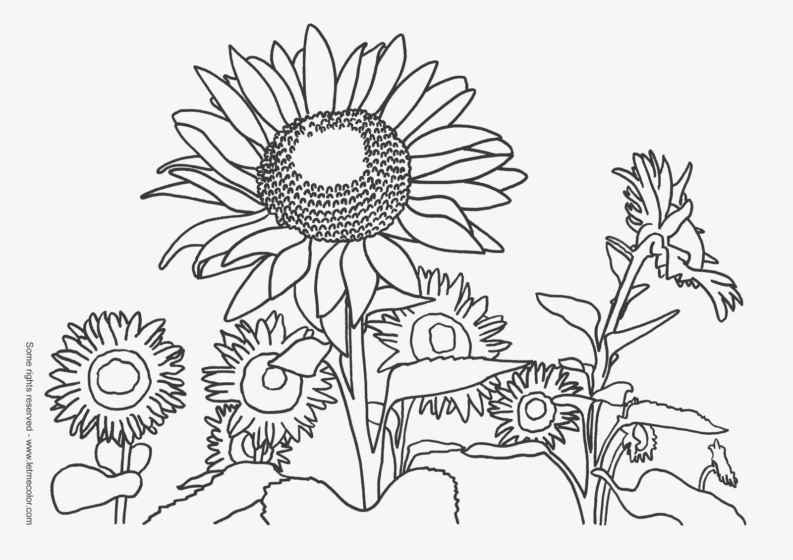 sunflower-coloring-pages-to-download-and-print-for-free