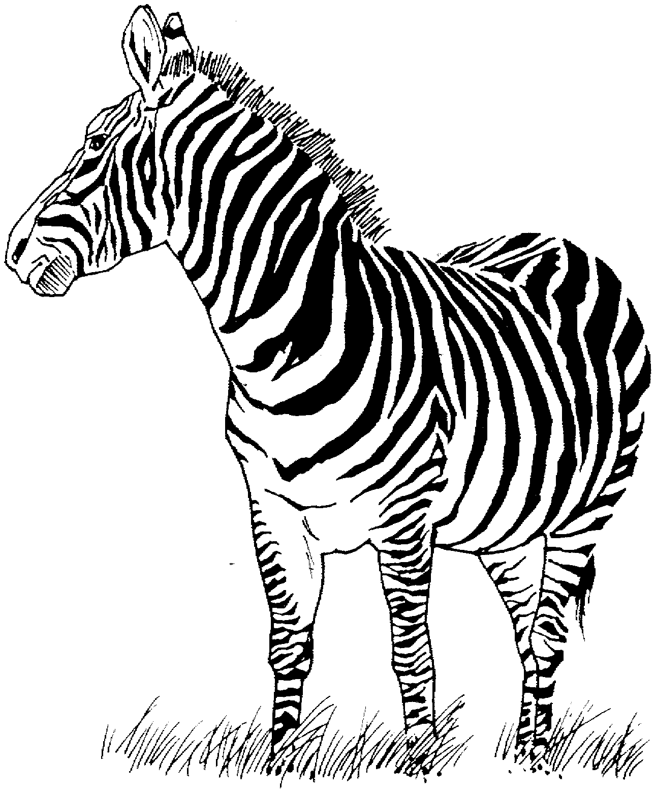 Zebra coloring pages to download and print for free