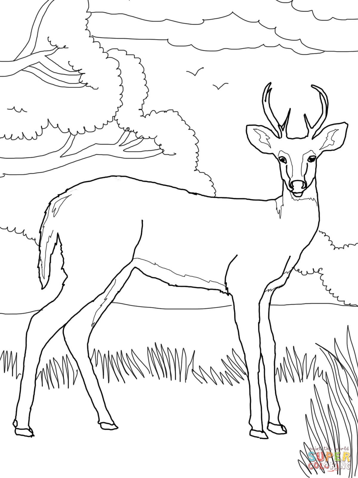 deer coloring whitetail printable tail tailed animal nature bird drawing colouring