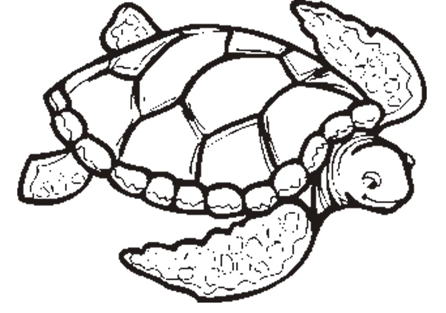 Sea turtle coloring pages to download and print for free