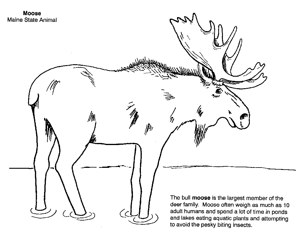 free-moose-coloring-pages-coloring-pages