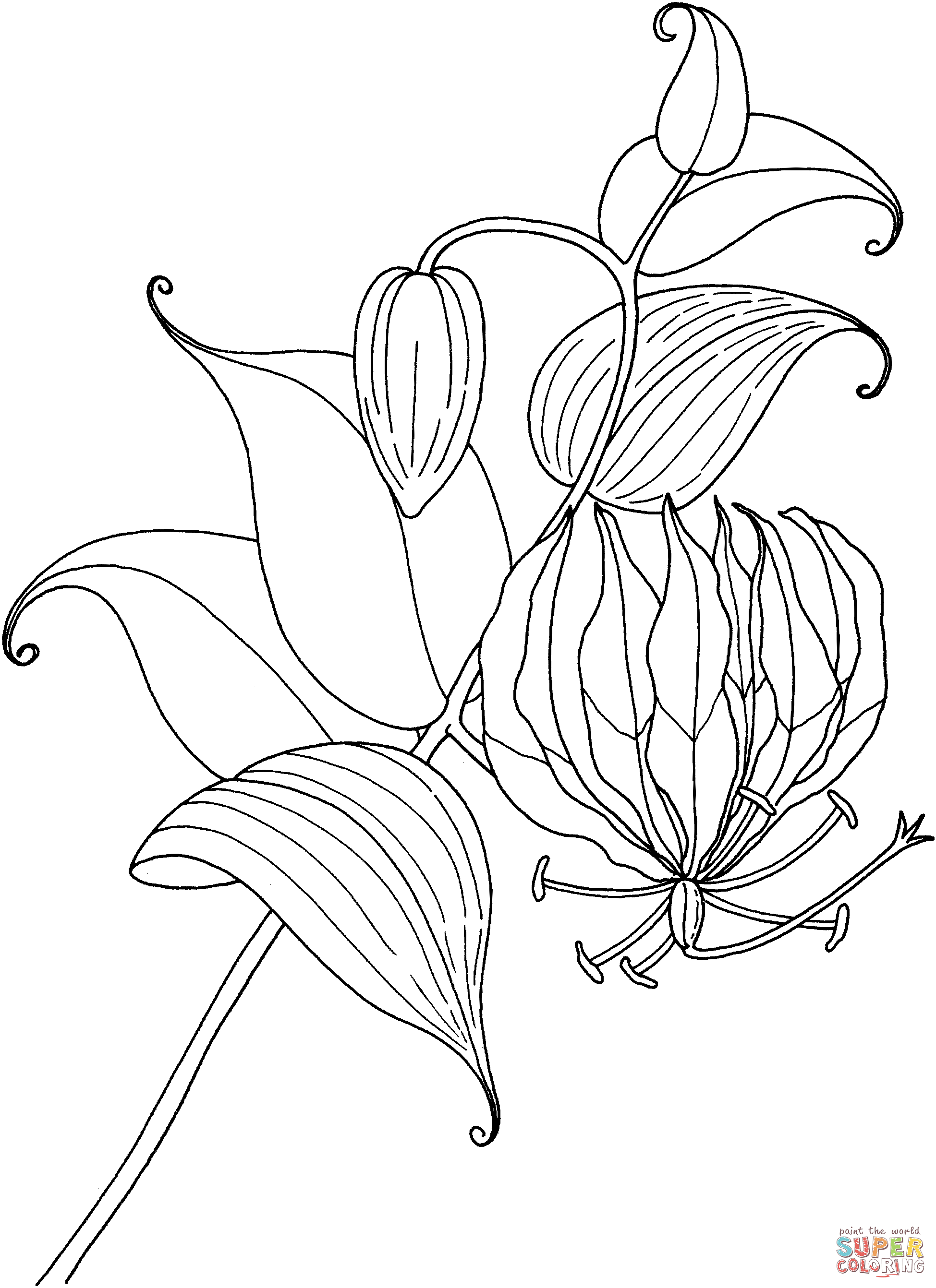 Lily coloring pages to download and print for free