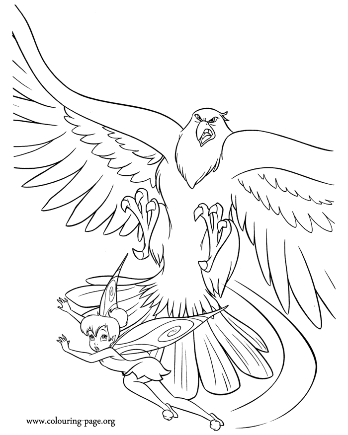 Hawk coloring pages to download and print for free