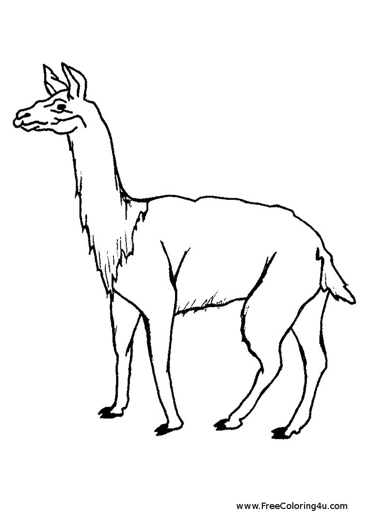 coloring llama animals