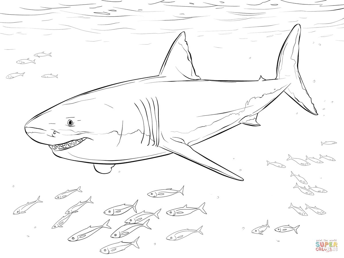 Great
white shark coloring pages to download and print for