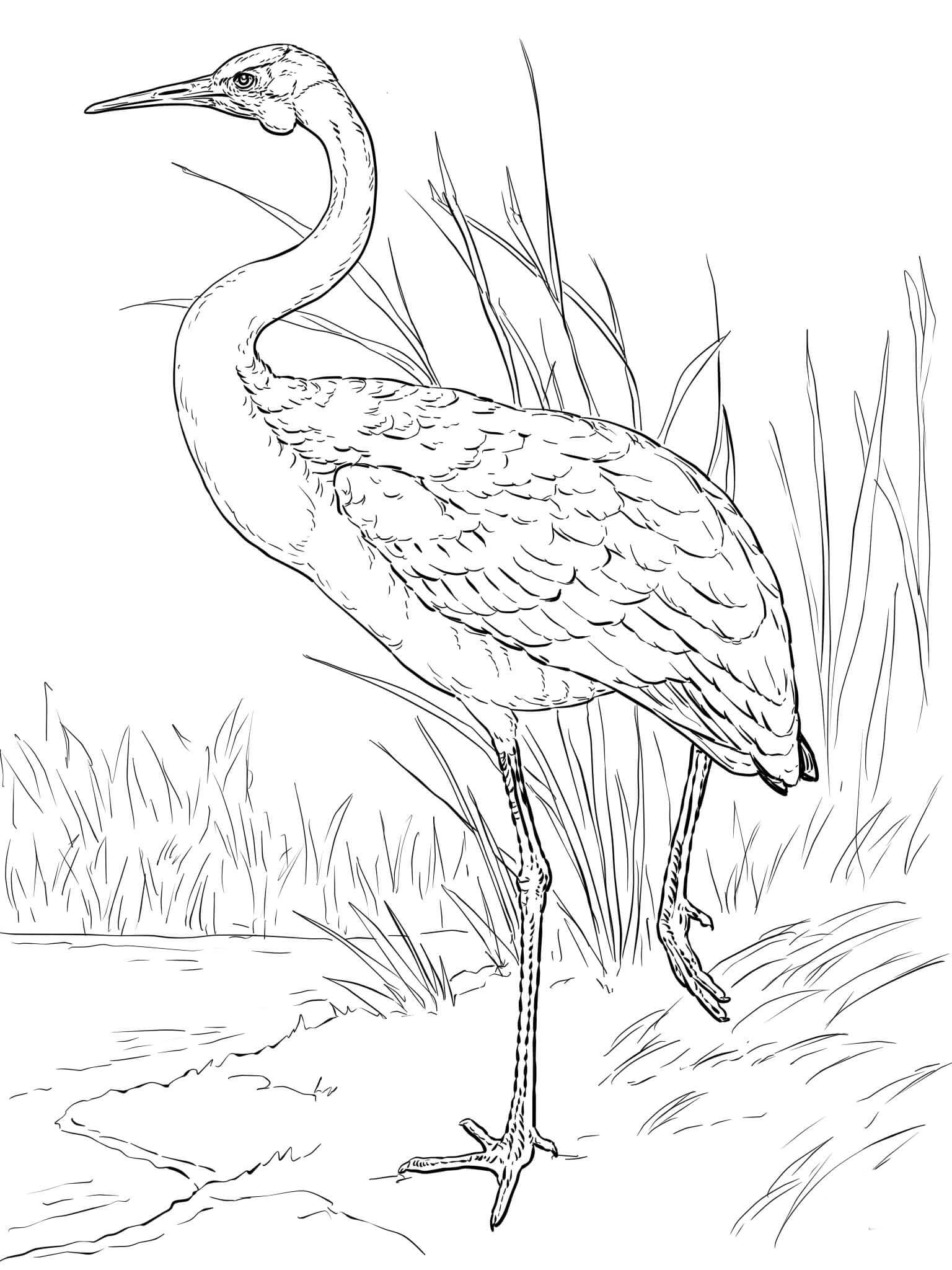 Crane coloring pages to download and print for free