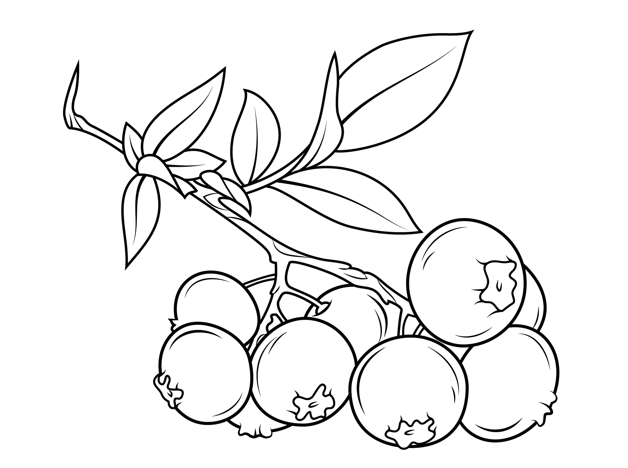 Blueberries coloring pages to download and print for free