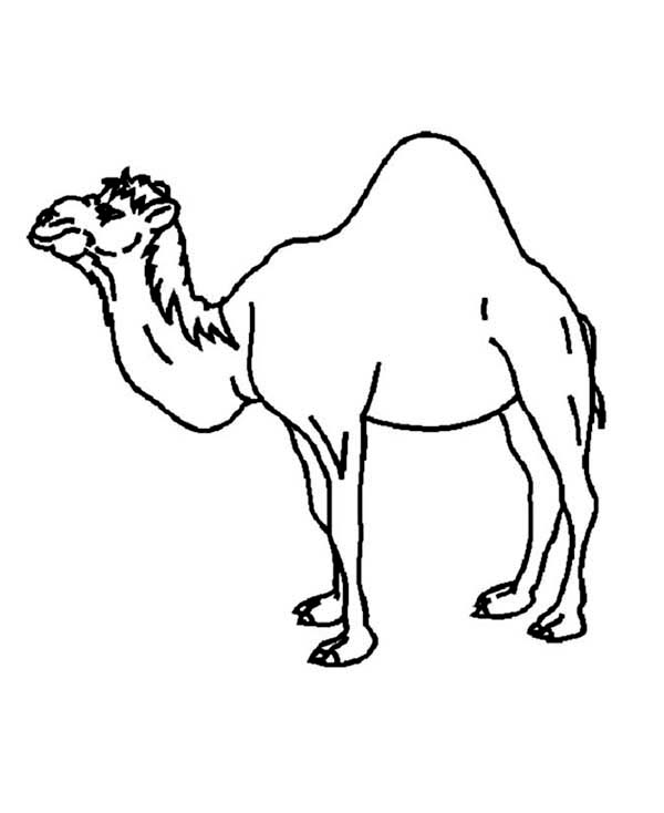 Camel coloring pages to download and print for free