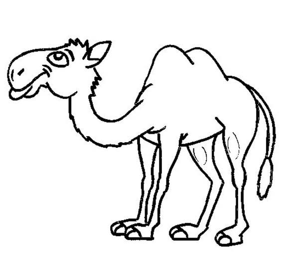 camel pages for coloring - photo #48