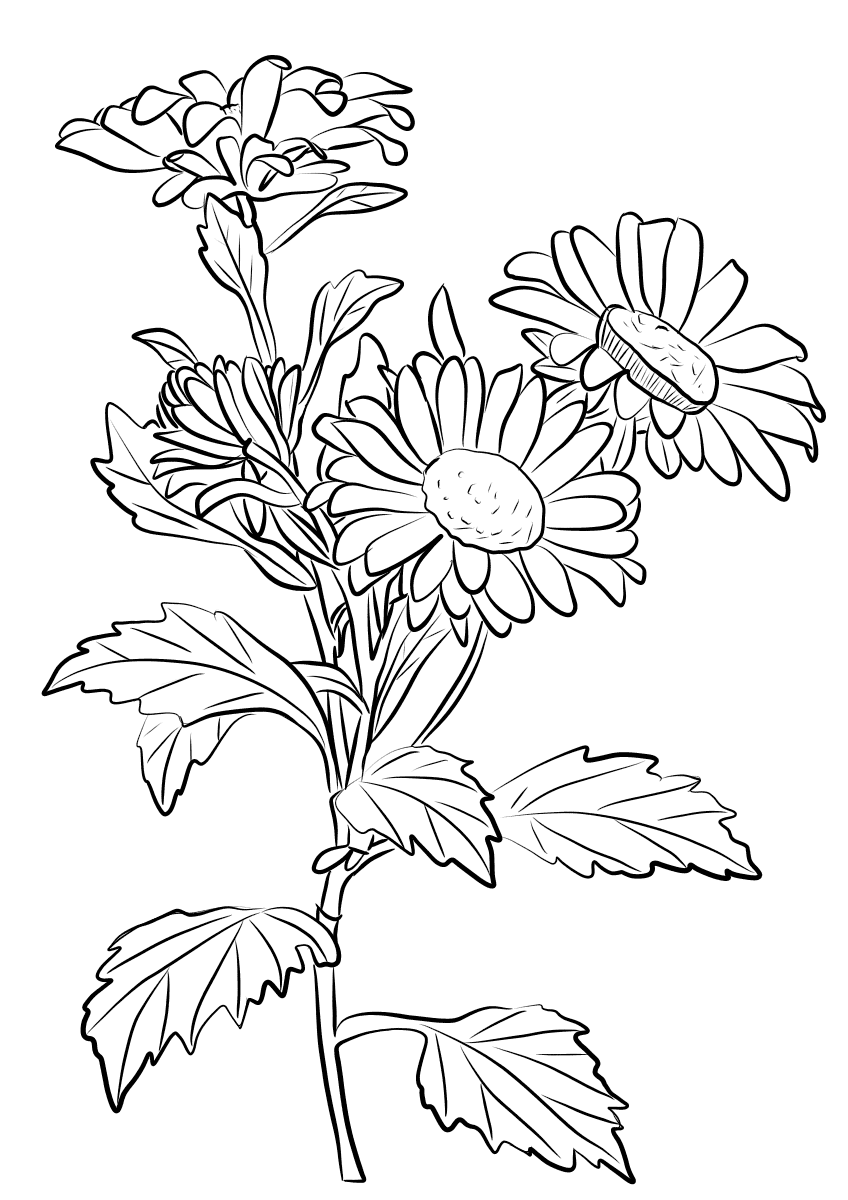 chrysanthemum-coloring-pages-to-download-and-print-for-free