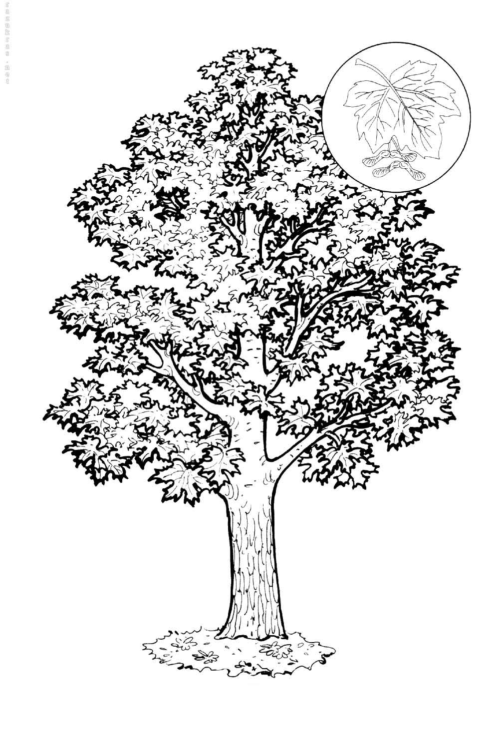 maple-coloring-pages-to-download-and-print-for-free