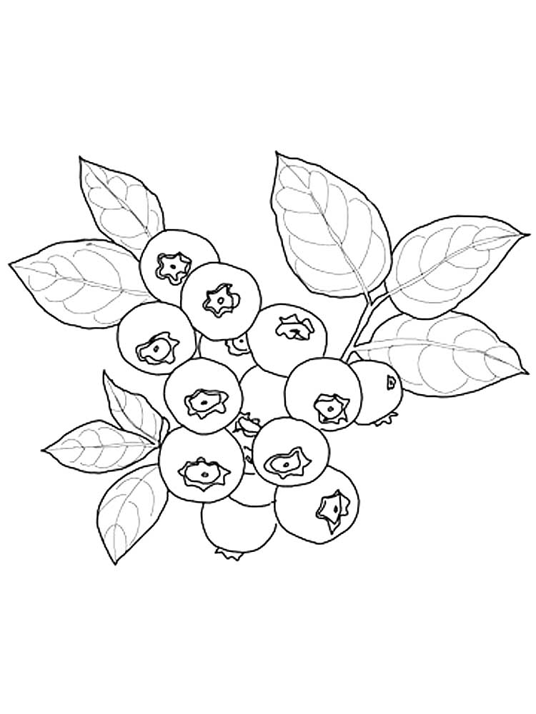 Blueberries coloring pages to download and print for free