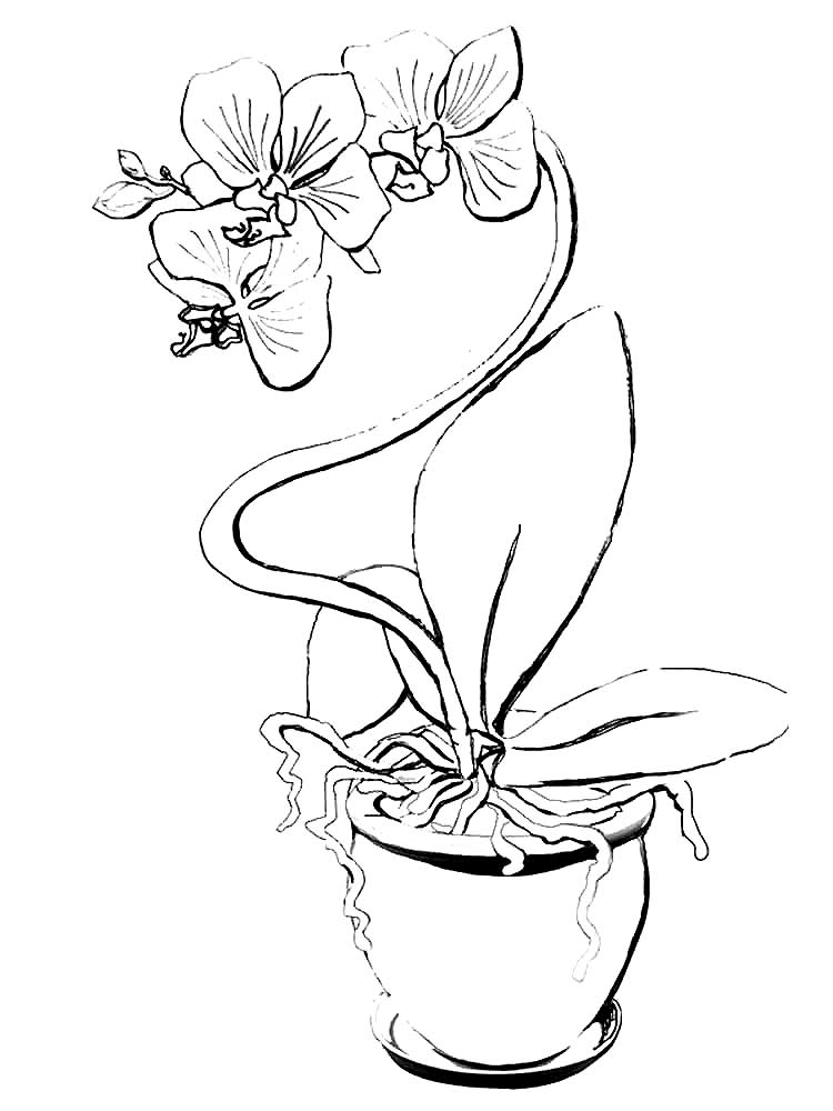 Orchid coloring pages to download and print for free