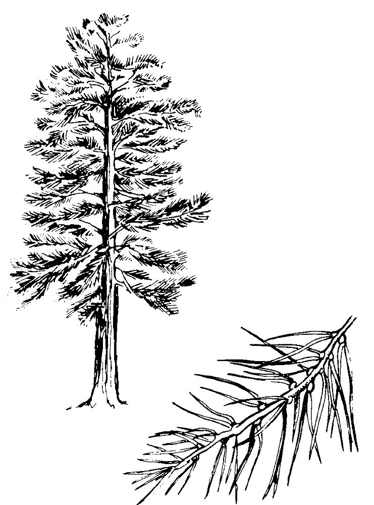 849 Animal Pine Tree Coloring Page for Kindergarten