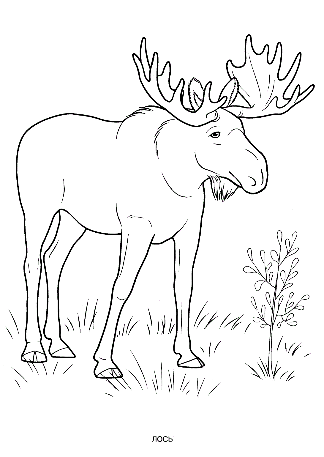 Realistic Wild Animal Coloring Pages / Coloring page 43 coloring page