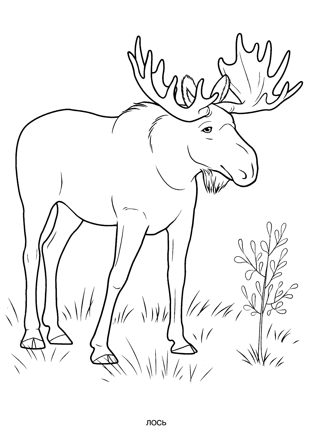 Wild animals coloring pages for kids to print for free