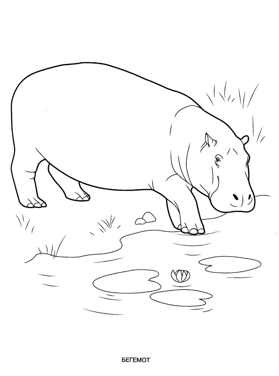 Wild animals coloring pages for kids to print for free