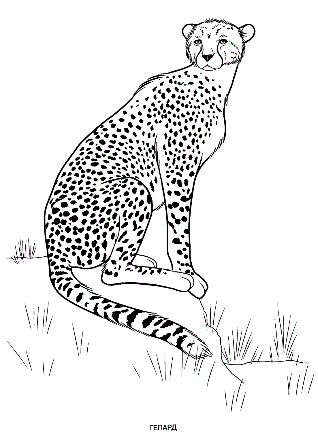 Wild animals coloring pages for kids to print for free