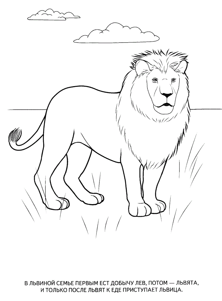 Wild animals coloring pages for kids to print for free