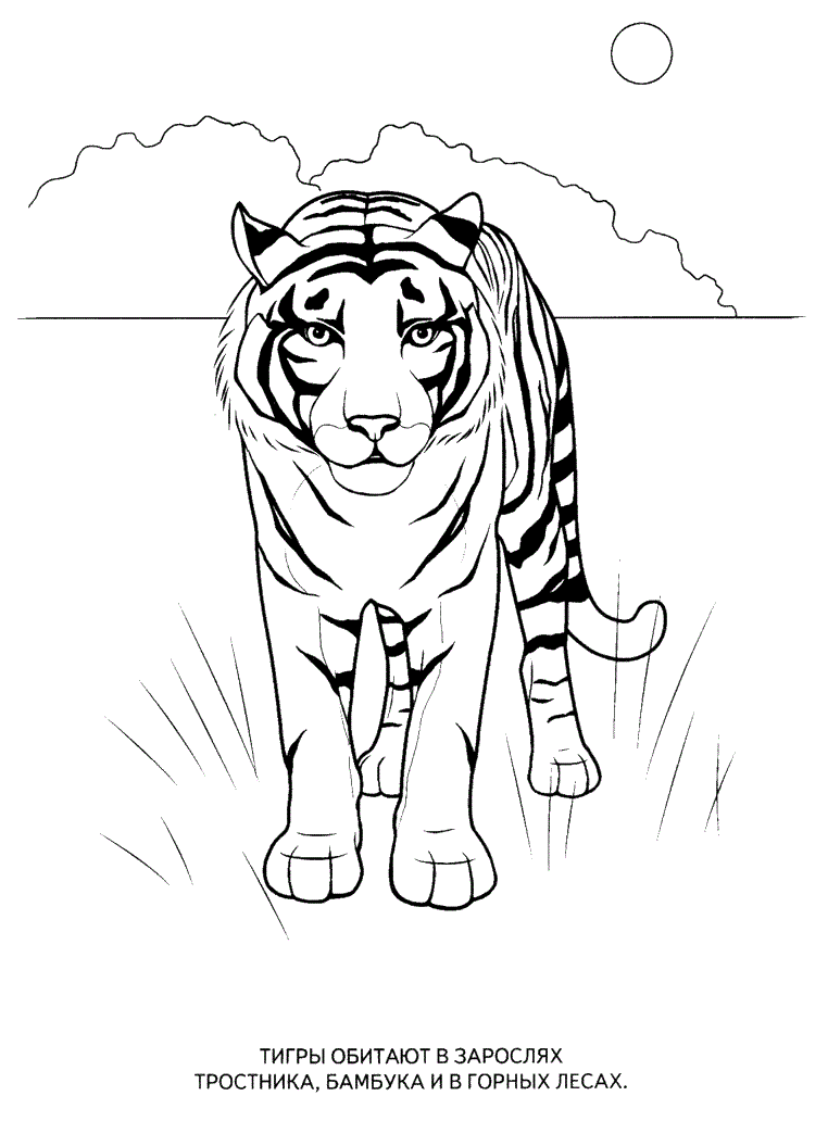 336 Animal Wild Animal Coloring Pages for Kindergarten