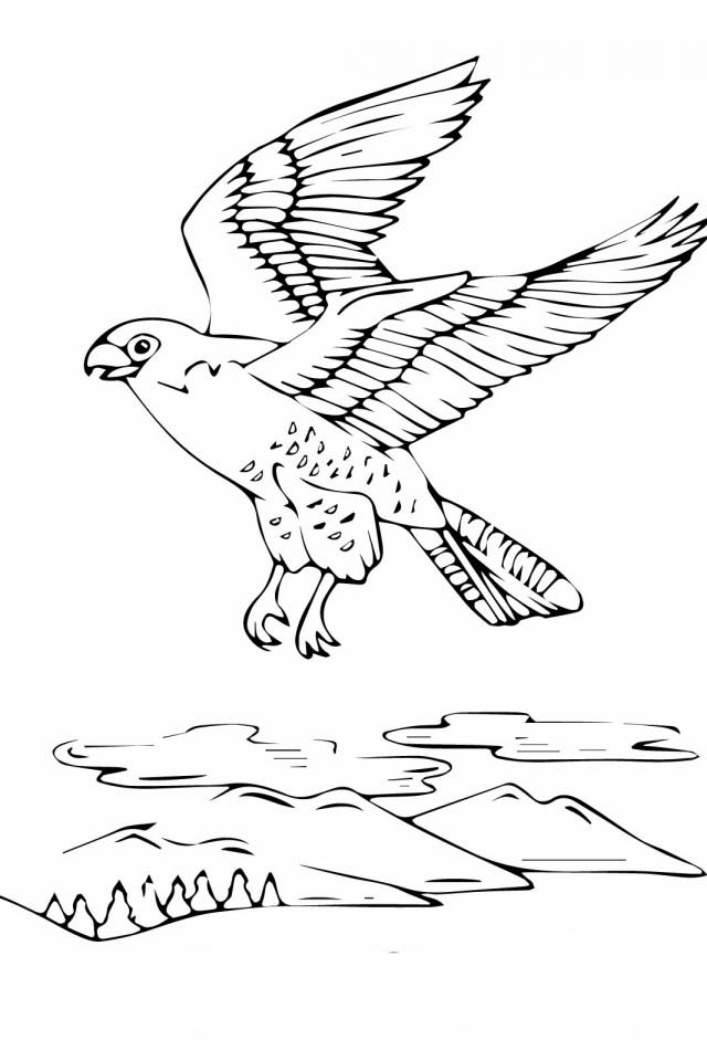 peregrine-coloring-pages-to-download-and-print-for-free