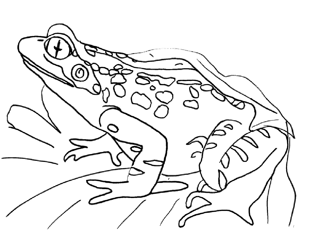 Frogs coloring pages to download and print for free