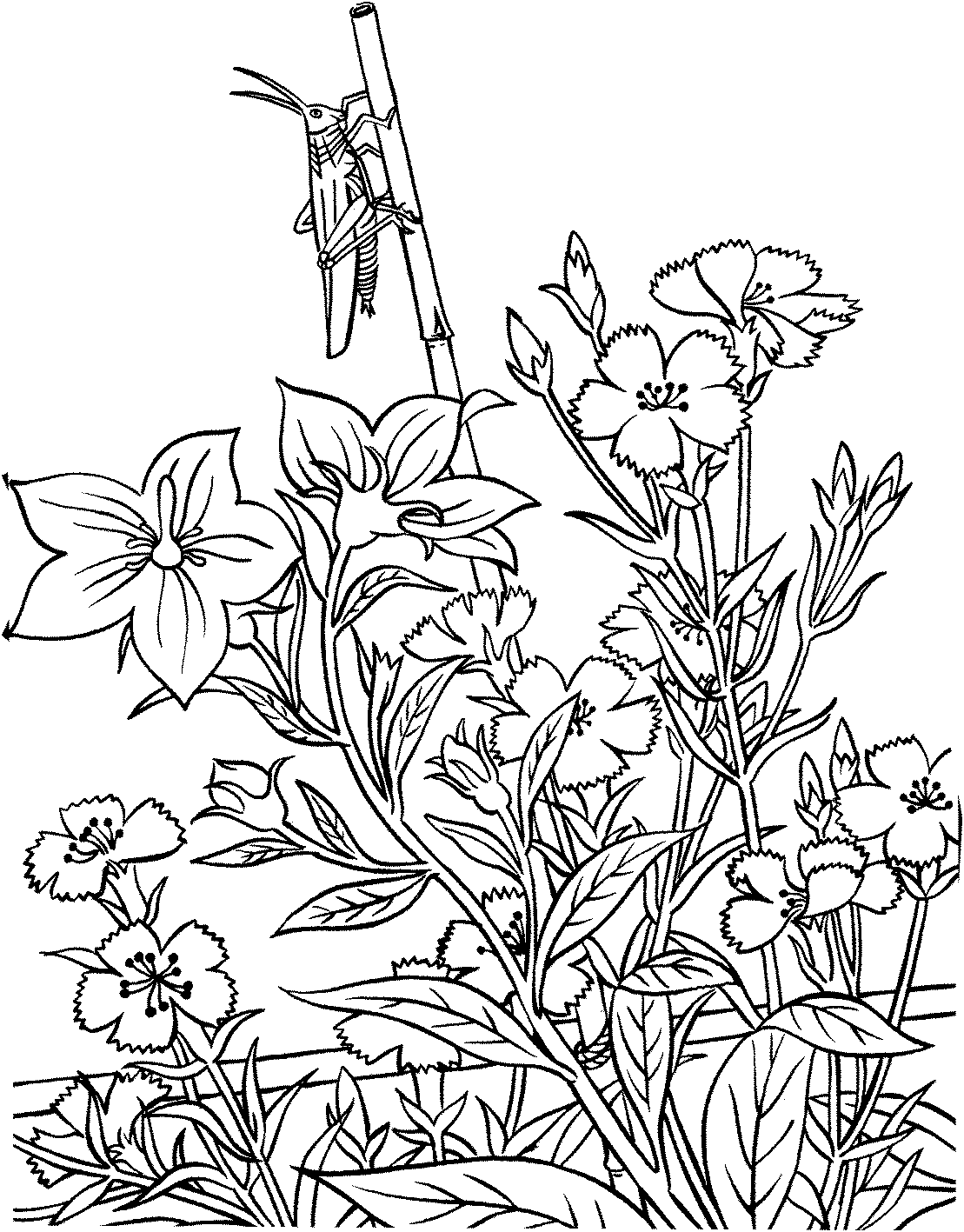 Gardening coloring pages to download and print for free
