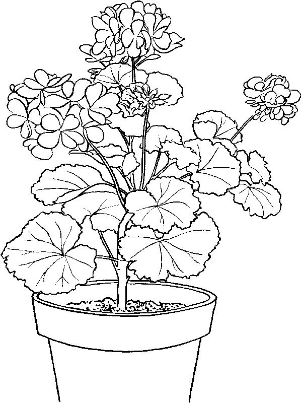 Geranium coloring pages to download and print for free