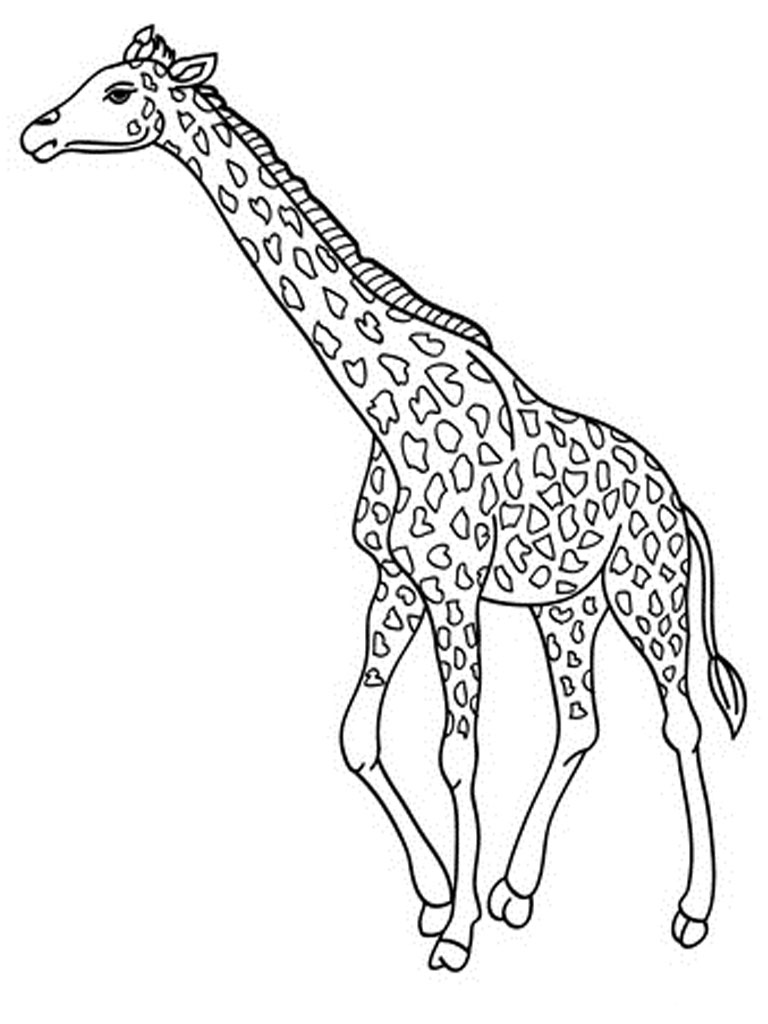 coloring giraffes animal