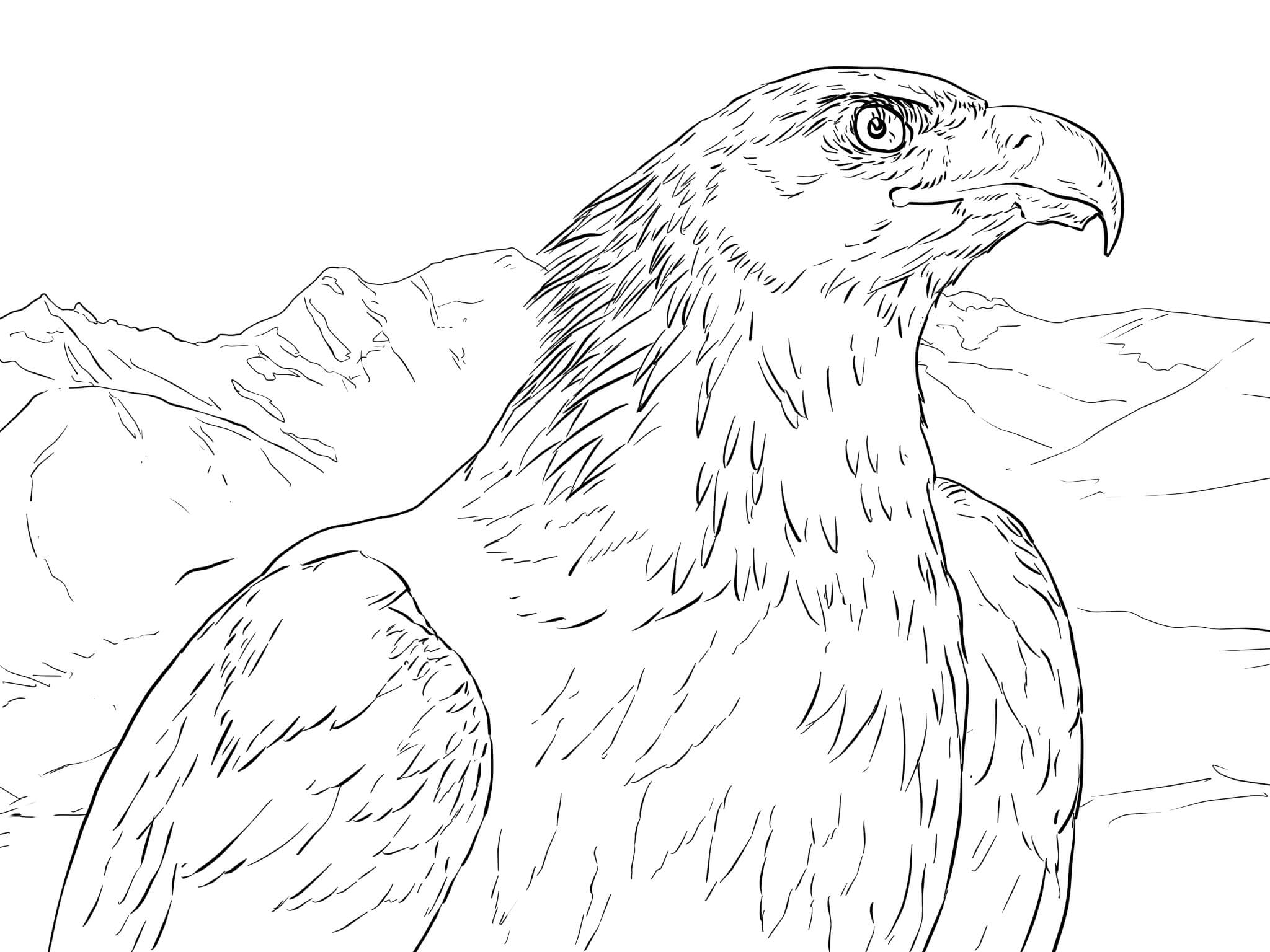 Golden eagle coloring pages to download and print for free