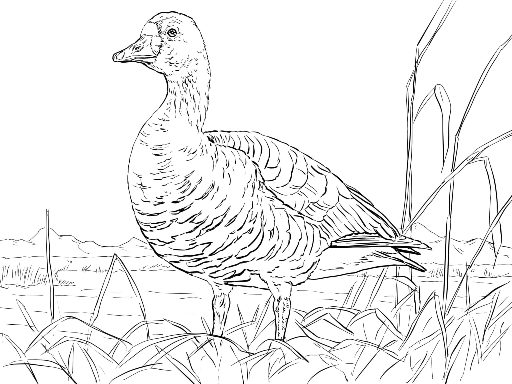 Goose coloring pages to download and print for free