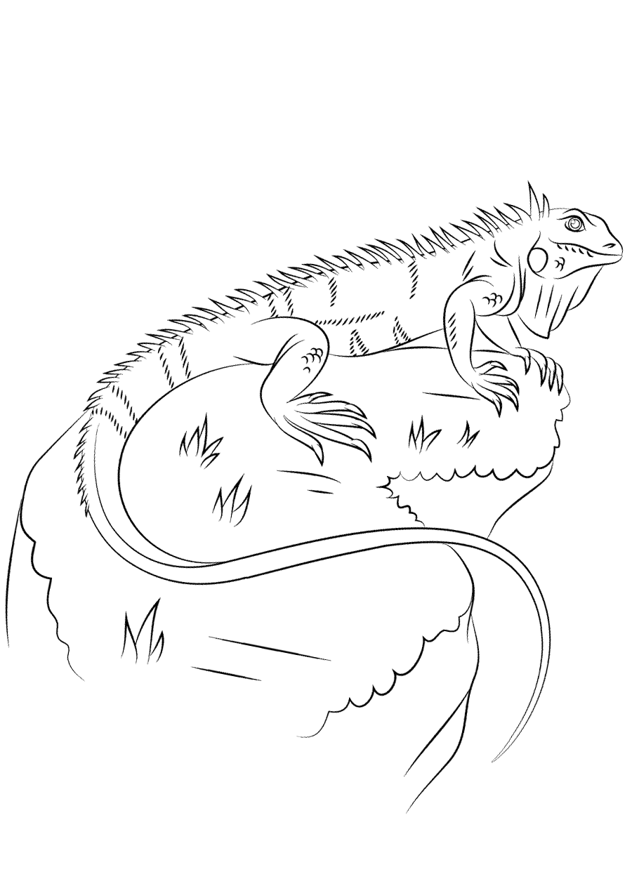 Iguana coloring pages to download and print for free