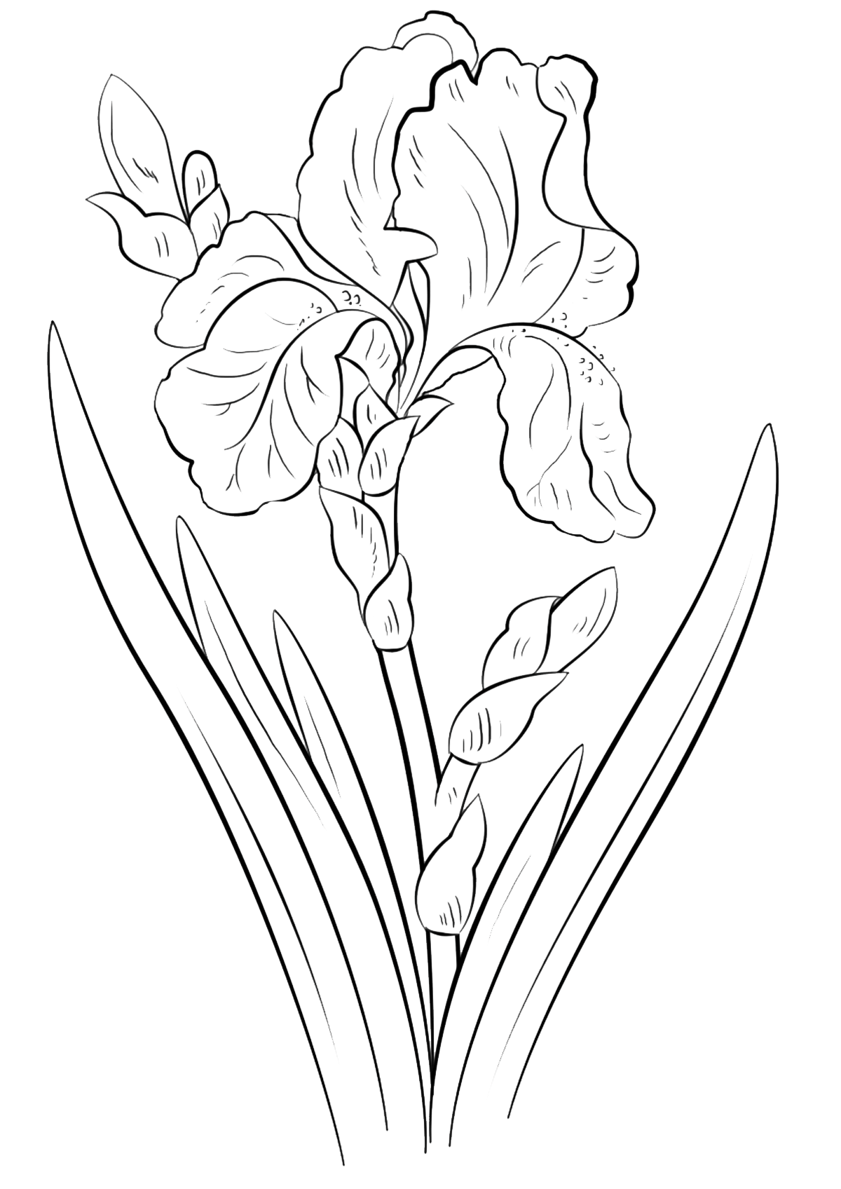 Iris coloring pages to download and print for free